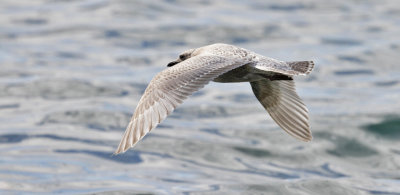 Kumlien's Iceland Gull type, 1st cycle (5 of 6)  15 nov