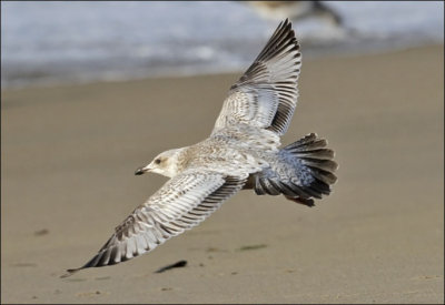 Thayer's Iceland Gull, 1st cycle (3 of 4)