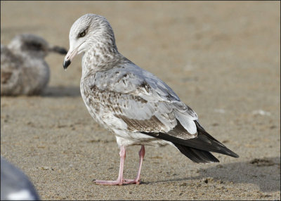 Herring Gull, 2nd cycle