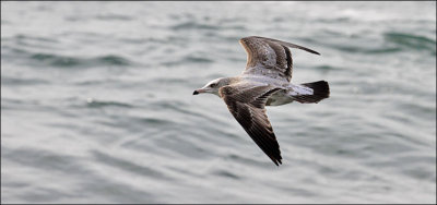 Herring gull, 2nd cycle