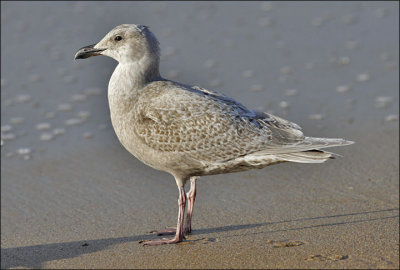 Glaucous-winged Gull, juvenile