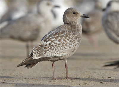 Thayer's Iceland Gull, juvenile