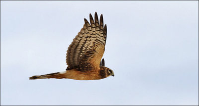 Northern Harrier, juvenile (1 of 2)