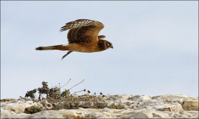 Northern Harrier, juvenile (2 of 2)