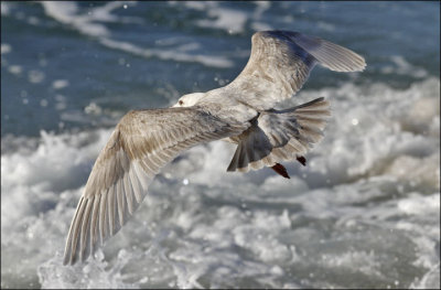 Glaucous-winged x Western Gull hybrid, 2nd cycle 