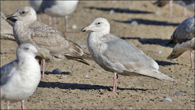 Glaucous-winged Gull, cy 2 (1 of 2) with presumed GW x HERG hybrid (left rear)