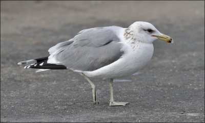 California Gull, winter adult, presumed L.c.albertaensis