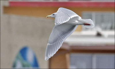 Glaucous-winged Gull, winter adult