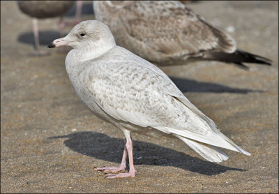 Glaucous Gull, 1st cycle