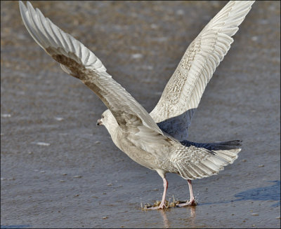 probable Kumlien's Iceland gull, 1st cycle (5 of 8)