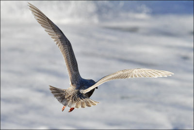 probable Kumlien's Iceland Gull (7 of 8)