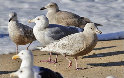 probable Kumlien's Iceland Gull, 1st cycle (4 of 8)