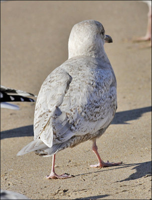probable Kumien's Iceland Gull, 1st cyle (2 of 8)