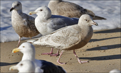 probable Kumlien's Iceland Gull, 1st cycle (3 of 8)