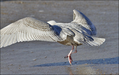 probable Kumlien's Iceland Gull, 1st cycle (6 of 8)