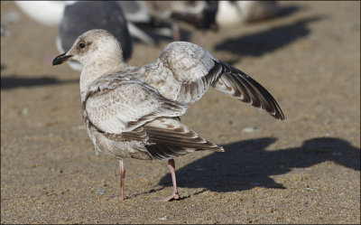 Thayer's Iceland Gull, 1st cycle showing some post juv. scap. molt (3 of 3)