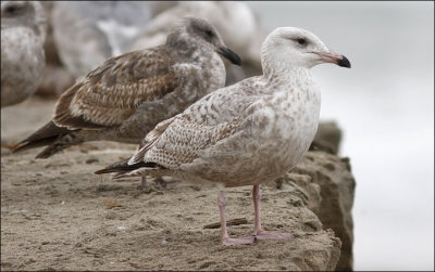 possible Glaucous-wiinged x Herring Gull, 1st cycle (1 of 2)