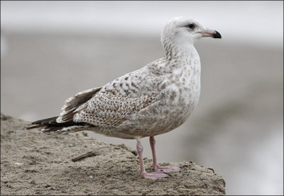 possible Glaucous-winged x Herring Gull (2 of 2)