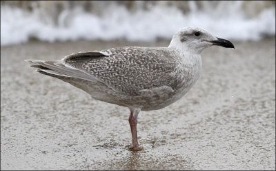 Glaucous-winged Gull, juvenile (1 of 3)