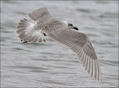 Glaucous-winged Gull, juvenile (2 of 3)