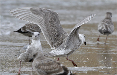 Glaucous-winged Gull, juvenile (3 of 3)