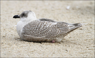 Glaucous-winged Gull, juvenile 