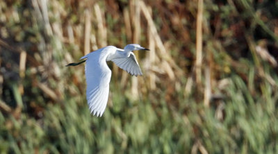 Little Blue Heron, juvenile (1 of 2)