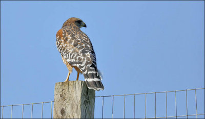 Red-shoouldered Hawk, adult