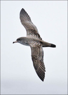 Pink-footed Shearwater