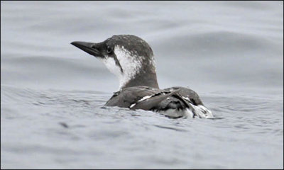 Common Murre, juvenile