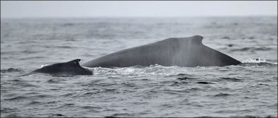 Humpback Whale with calf