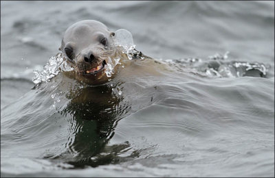 California Sea Lion