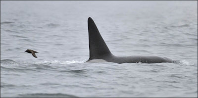 Orca with Sooty Shearwater