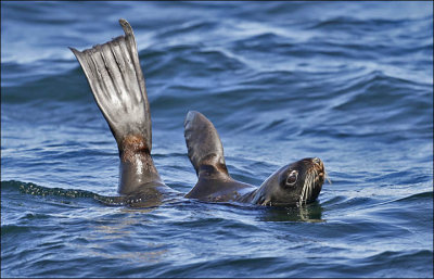 Northern Fur Seal, female