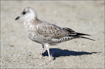 Mew Gull,1st cycle