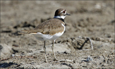 Killdeer, adult