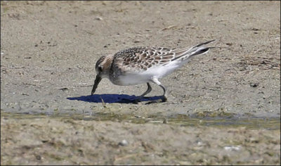 Bairds Sandpiper, juvenile