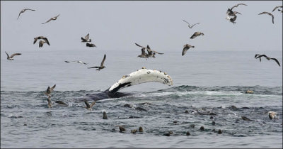 Humpback Whale pectoral desplay