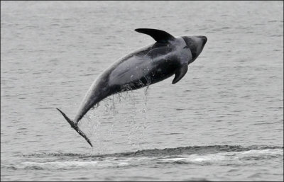 Risso's Dolphin, female (1 of 2)