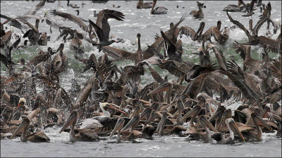 Brown Pelicans with Heermann's Gulls