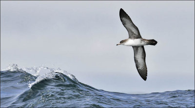 Pink-footed Shearwater