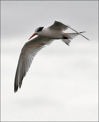 Elegant Tern, 1st cycle