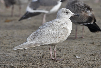 possible Kumlien's Iceland Gull, 1st cycle (1 of 6)  13 mar 13