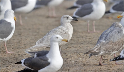 possible Kumlien's Iceland gull, 1st cycle (3 of 6)  13 mar 13