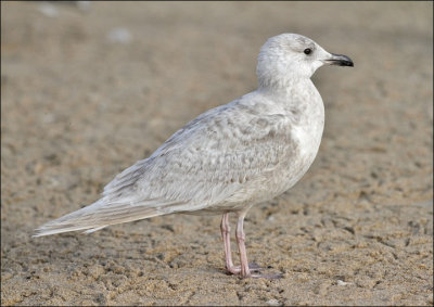 possible Kumlien's Iceland Gull, 1st cycle (2 of 6)  13 mar 13