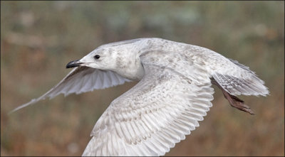 possible Kumlien's Iceland Gull, 1st cycle (5 of 6) 13 mar 13