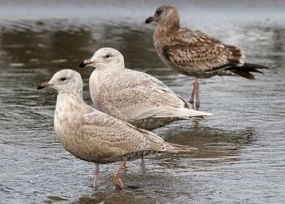 possible Kumlien's Iceland Gull, 1st cycle with GWGU and WEGU  18 feb 06