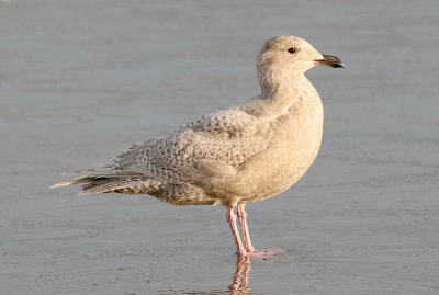 possible Kumlien's Iceland Gull, 1st cycle  29 jan 07