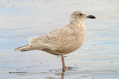 possible Kumlien's Iceland gull, 1st cycle  29 dec o4