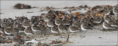 Least Sandpipers 